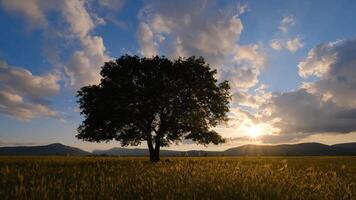Lonely old oak in the field during a spectacular sunset. Rural scenery. Beautiful natural landscape. Scenic travel background. video