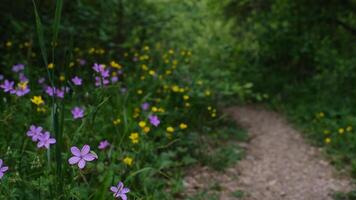 Forest path through green trees in spring forest Path going through the wild flowers video