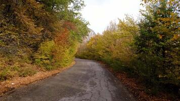 Driving on empty asphalt road passing through a mixed forest with pines and trees with yellow foliage on a rainy autumn day. pov from the car video