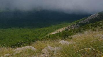 feather grass develops in the wind in summer. spectacular views of the valley, overlooking the grass and clouds video
