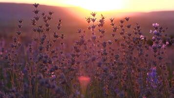 SLOW MOTION, DOF, CLOSE UP. Summer sunset illuminates the blooming fields of lavender in French countryside. Picturesque view of the endless aromatic fields of lavender in tranquil part of Provence. video