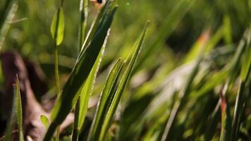 Bright green grass and sunlight beams on meadow. Real time close up dolly shot. Bokeh on background. video