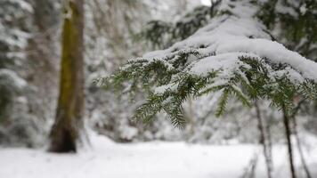 Fir branch heavily covered with fresh snow on pure white background. snow falling at the fir trees branches video