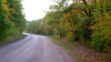 Driving on empty asphalt road passing through a mixed forest with pines and trees with yellow foliage on a rainy autumn day. pov from the car video