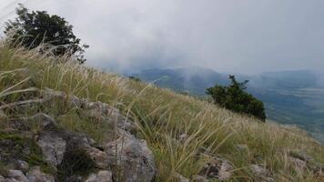 feather grass develops in the wind in summer. spectacular views of the valley, overlooking the grass and clouds video