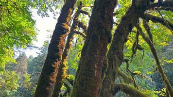 Moss-Covered Trees in a Lush Forest Landscape. A tranquil forest scene with large trees covered in thick moss. video