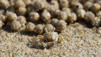 Sand Crab bubblers appear on the sand of the beach, Balls of sand made from crabs making a pattern video
