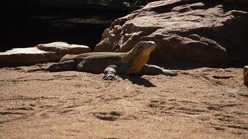 Komodo dragon or Komodo monitor sunbathing a sunny day - Varanus komodoensis video