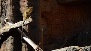 Gabon talapoin or northern talapoin monkey in a tree - Miopithecus ogouensis video