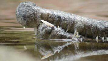 Teeth and mouth floating in the river of a false gharial or Tomistoma video