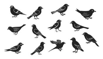 Set of black bird silhouettes. illustration. Isolated on white background. vector
