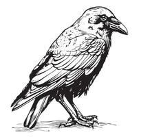 Black crow sketch hand drawn in doodle style illustration Cartoon vector
