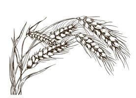 Wheat ears sketch hand drawn engraved style vector