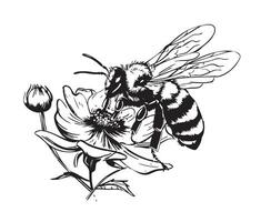 Bee on flower vector