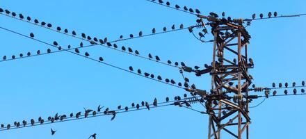 Many birds are sitting on the power line cable and power tower photo