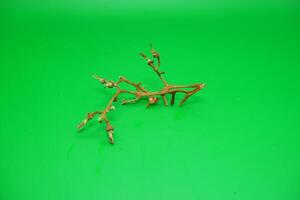 grape vine branch isolated on green background photo