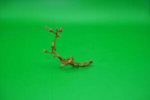 grape vine branch isolated on green background photo