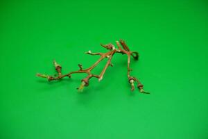 grape vine branch isolated on green background photo