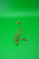 grape vine branch isolated on green background photo