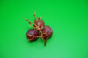 3 grapes and their branches isolated on green background. Fresh purple grapes. photo