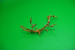 grape vine branch isolated on green background photo