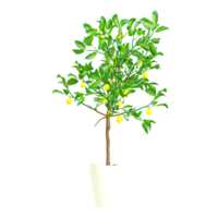 3d rendering of Lemon tree isolated on transparent Canvas png