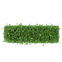 Green Garden privet trees isolated on transparent Canvas from top view png