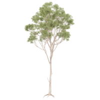 collection of Eucalyptus tree with realistic style png