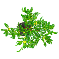3d rendering of Lemon tree isolated on transparent Canvas from the top view png