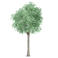 3d Rendering Of Tilia tree on Transparent Canvas png