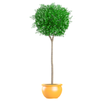3d rendering of Myrtle Tree isolated on transparent Canvas png