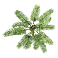 3d Rendering Of Phoenic canariensis Tree on Transparent Canvas from the top view png