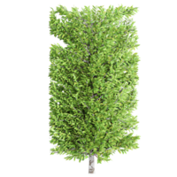 3d rendering of Columnar hornbeam plant isolated on transparent Canvas png