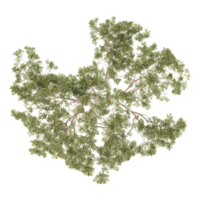 Green beautiful Eucalyptus tree isolated on Canvas from top view png