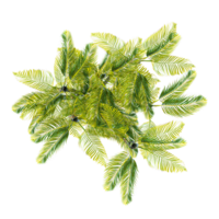 3d Rendering Of Dypsis lutescens tree on Transparent Canvas from the top view png
