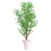 3d rendering of Olive Tree isolated on transparent Canvas png