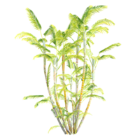 3d Rendering Of Dypsis lutescens tree on Transparent Canvas png
