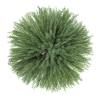 3d Rendering Of Salix Purpurea Nana plant in pot on Transparent Canvas from the topv view png