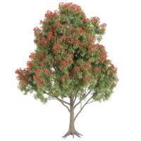 collection of Pohutukawa tree with realistic style png
