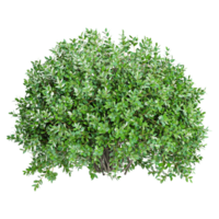 3d Rendering Of Garden privet trees isolated on Transparent Canvas png