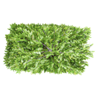 3d rendering of Columnar hornbeam plant isolated on transparent Canvas from the top view png