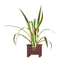 3d Rendering Of Chlorophytum comosum plant on Transparent Canvas png