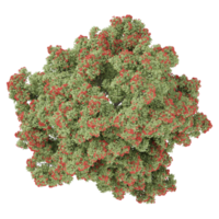 Green beautiful Pohutukawa tree isolated on Canvas from top view png