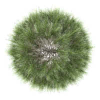 3d illustration of Whistling pine trees isolated on transparent canvas from top view png
