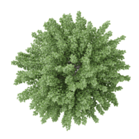 3d rendering of European Beech plant isolated on transparent Canvas from the top view png