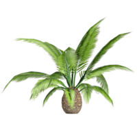 3d Rendering Of Phoenic canariensis Tree on Transparent Canvas png