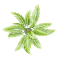 Green beautiful Phoenix canariensis tree isolated on Canvas from top view png