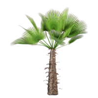 collection of Trachycarpus fortunei tree isolated on transparent Canvas png
