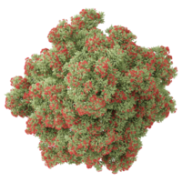 collection of Pohutukawa tree with realistic style from top view png