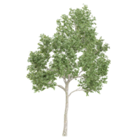 Collection of White poplar tree isolated on transparent Canvas png